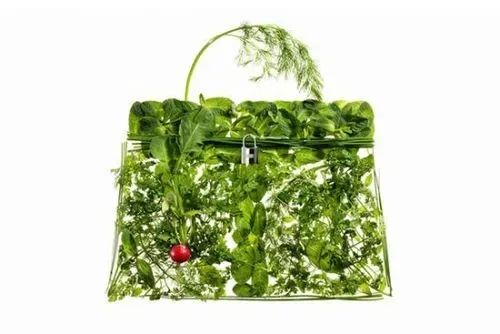 蔬菜界的“愛馬仕”會(huì)中毒致癌？